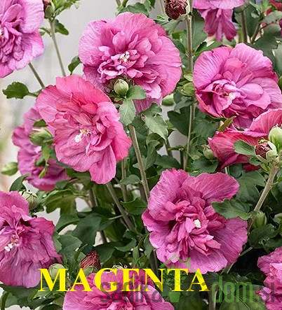 Hibiskus/oslez  (Hibiscus syriacus)