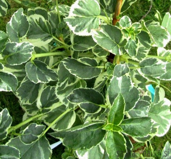 Vzpenjava hortenzija Take a chance (Hydrangea anomala subsp. petiolaris)