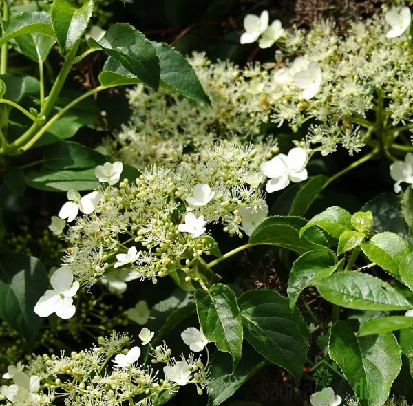 Vzpenjava hortenzija Take a chance (Hydrangea anomala subsp. petiolaris)
