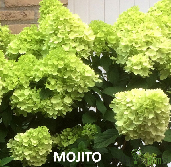 Latasta hortenzija (Hydrangea paniculata) 