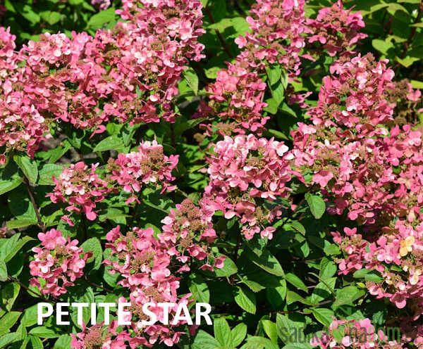 Latasta hortenzija (Hydrangea paniculata) 