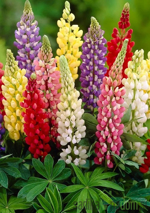 Okrasna lupina/ volčji bob (lupinus polyphyllus)