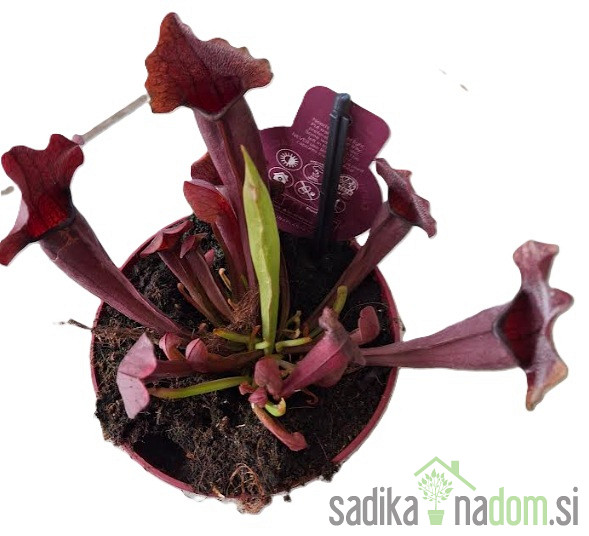Mesojedka (Sarracenia species)
