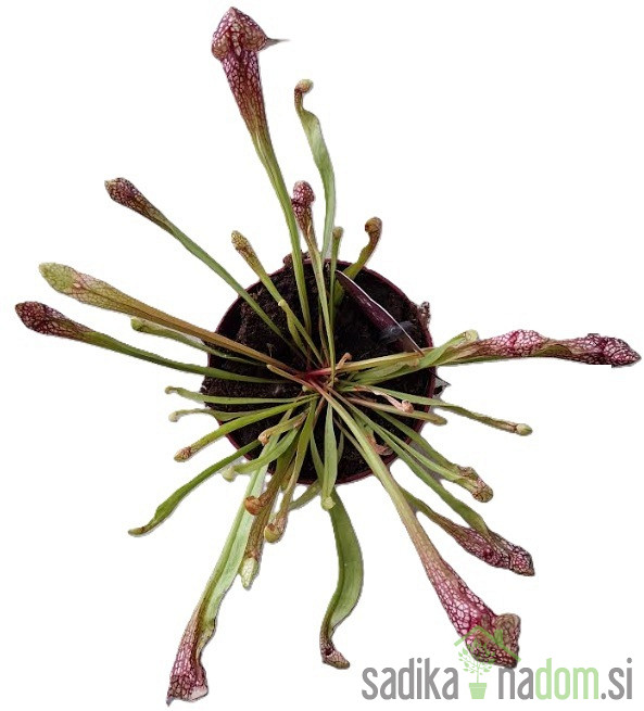 Mesojedka (Sarracenia species)