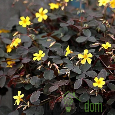 Zajčja deteljica (Oxalis sp.)