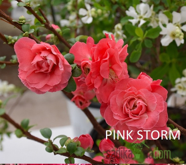 Japonska kutina Storm (Chaenomeles speciosa)