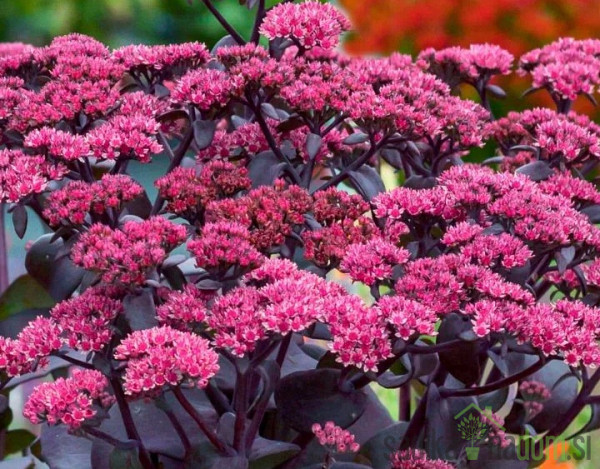Hermelika/Sedum (sedum telephium)