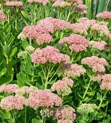 Hermelika/Sedum (sedum telephium)