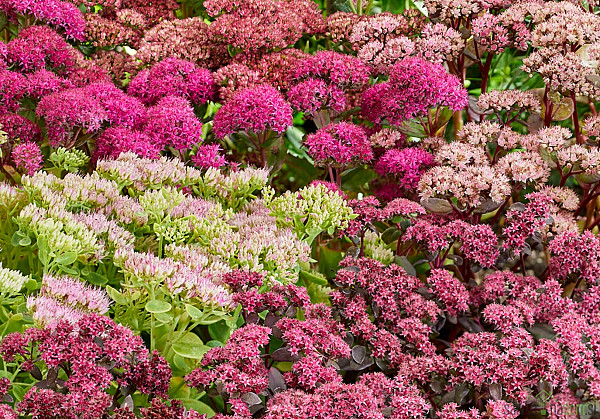 Hermelika/Sedum (sedum telephium)
