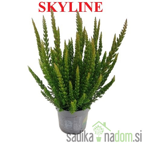 Jesenska vresa (Calluna Vulgaris Garden Girls)
