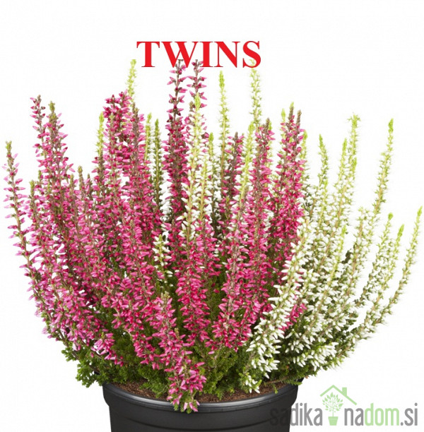 Jesenska vresa (Calluna Vulgaris Garden Girls)