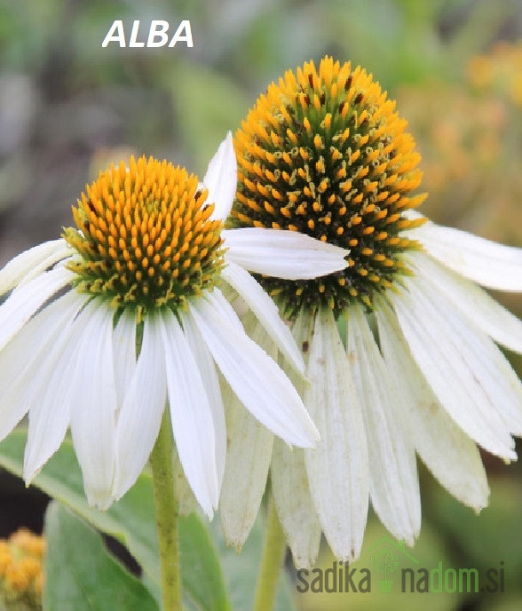 Ameriški slamnik (echinacea purpurea)