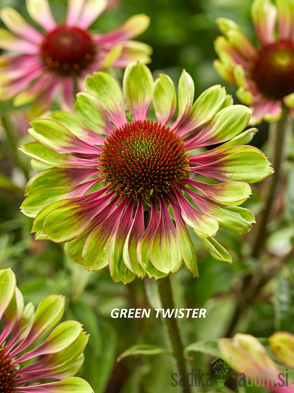 Ameriški slamnik (echinacea purpurea)