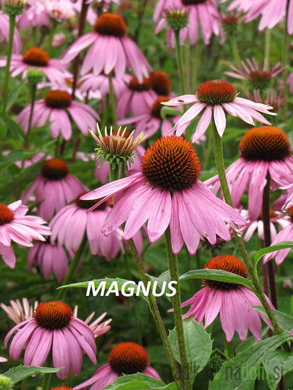 Ameriški slamnik (echinacea purpurea)