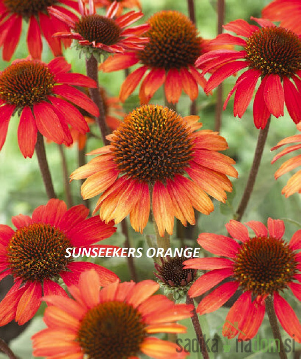 Ameriški slamnik (echinacea purpurea)