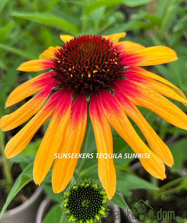 Ameriški slamnik (echinacea purpurea)