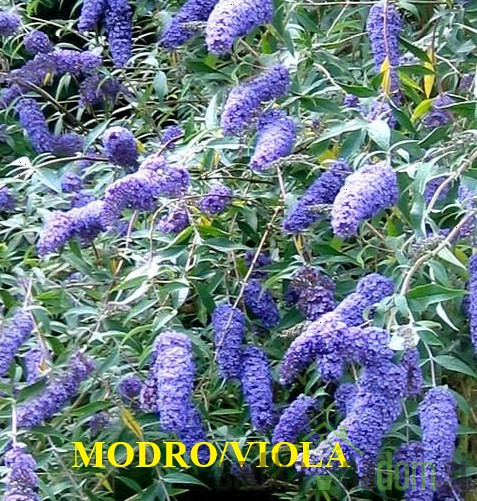 Metuljnik (Buddleja davidii)