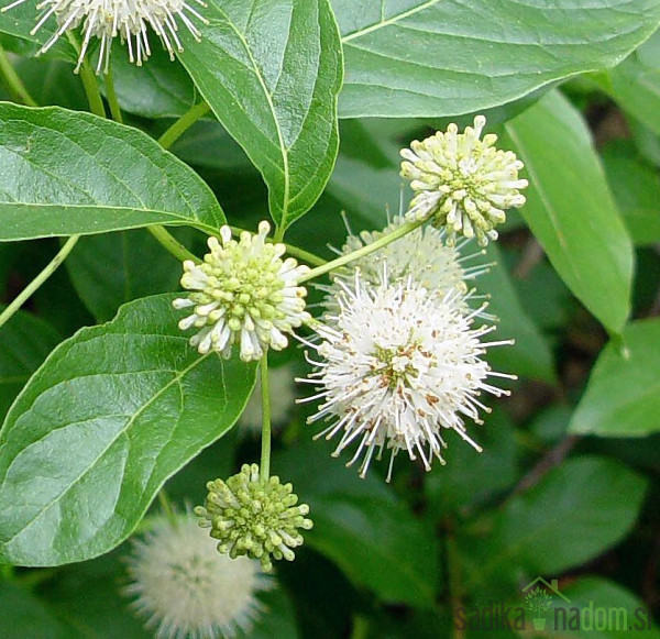 Gumbasti grm (Cephalanthus occidentais)