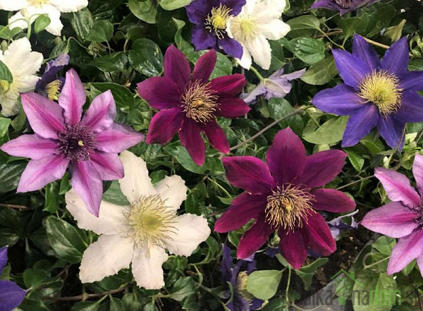 Srobot (clematis)