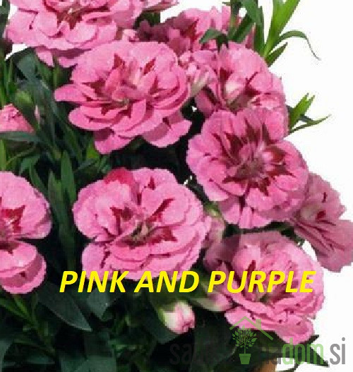 Nagelj vrtni (Dianthus )