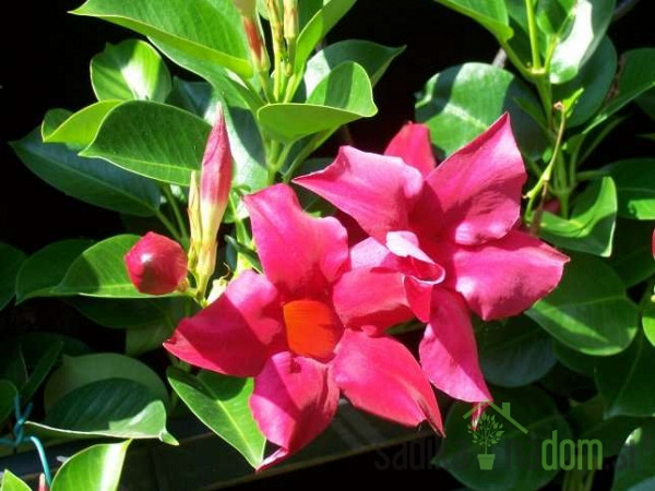 Dipladenija (Mandevilla sp.)