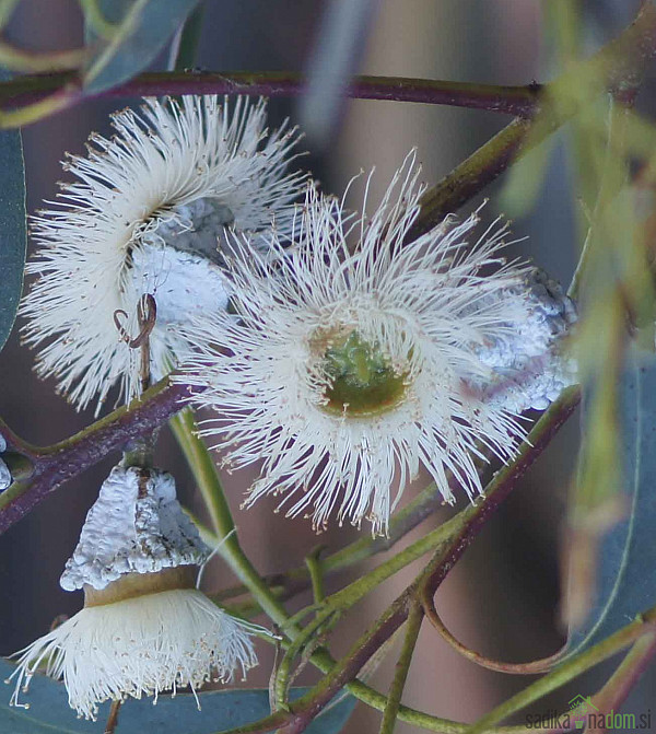 Eucalyptus Globulus - PREZIMNI