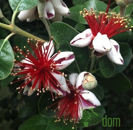 Feijoa / Fejoja Unique