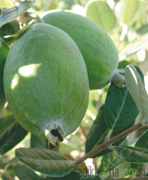 Feijoa / Fejoja Unique