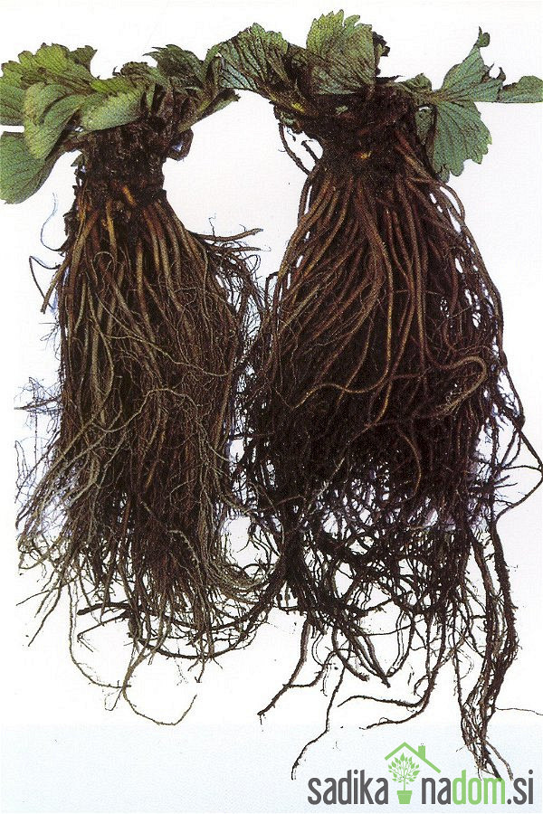 Jagoda Diamante - VEČRODNA