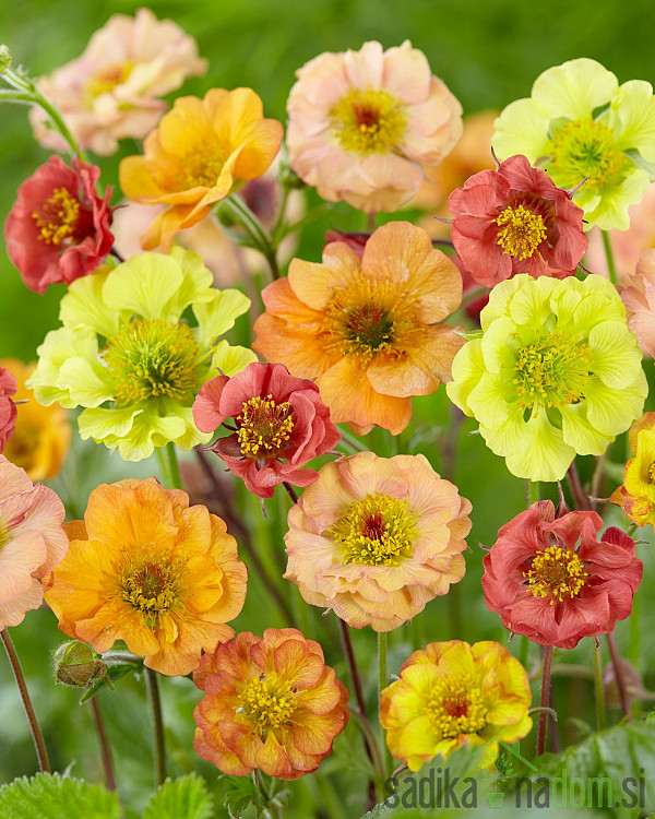 Geum - Sretena