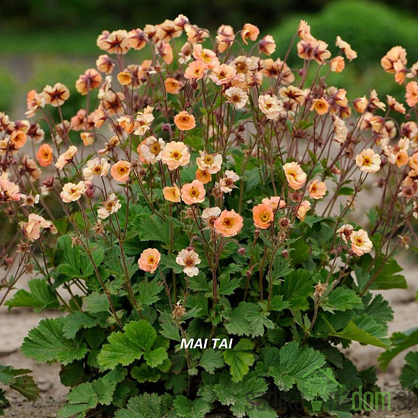 Geum - Sretena