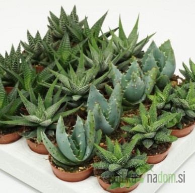 Havortija (Haworthia) MIX