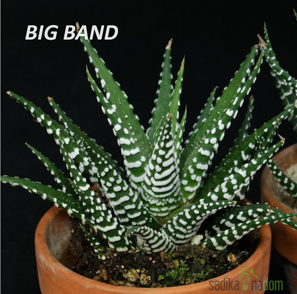 Havortija (Haworthia) MIX