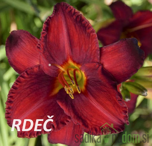 Lilija (hemerocallis)