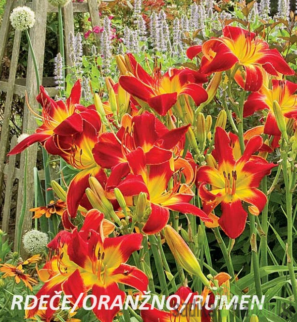 Lilija (hemerocallis)