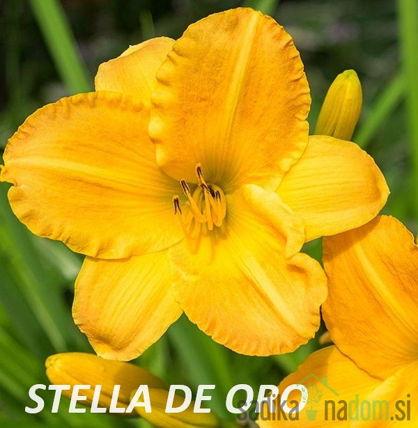 Lilija (hemerocallis)