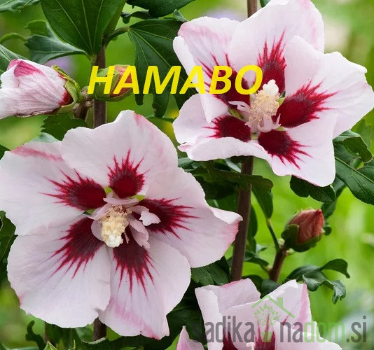 Hibiskus/oslez  (Hibiscus syriacus)