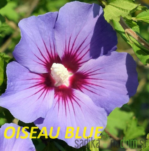 Hibiskus/oslez  (Hibiscus syriacus)