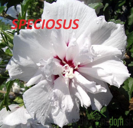 Hibiskus/oslez  (Hibiscus syriacus)