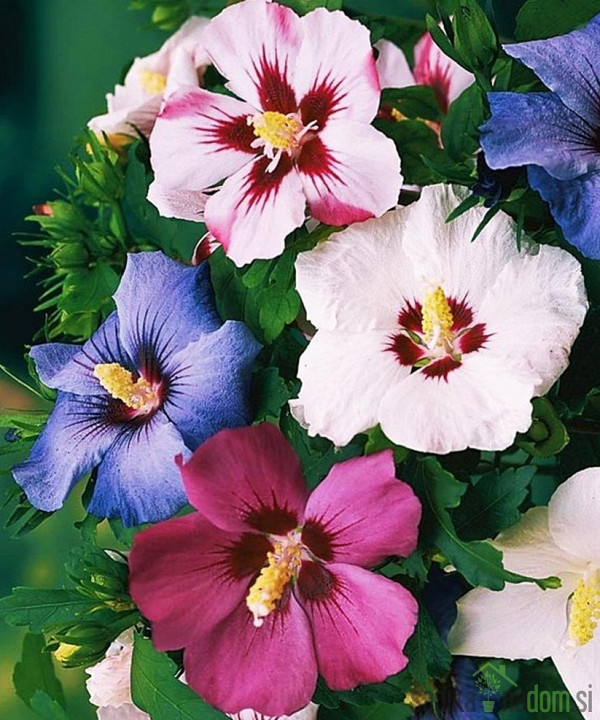 Hibiscus (Hibiscus syriacus)