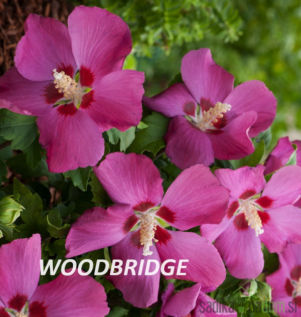 Hibiskus/oslez  (Hibiscus syriacus)