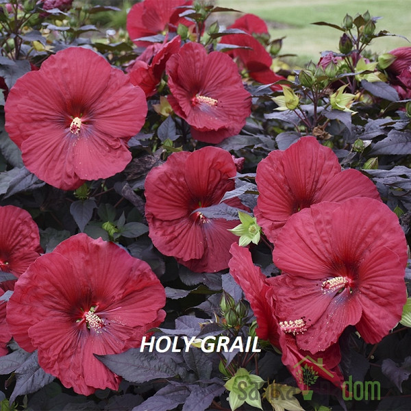 Hibiskus močvirski - velikocvetni  (Hibiscus moscheutos)