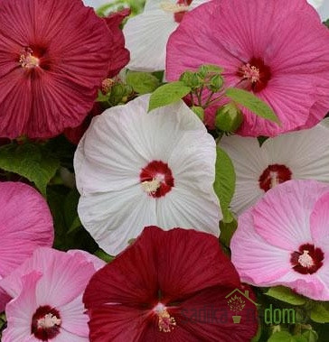 Hibiskus močvirski - velikocvetni  (Hibiscus moscheutos)