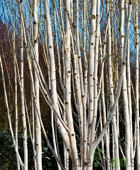 Himalajska breza Jacquemontii (betula utilis)