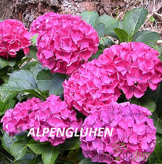 Vrtna hortenzija (Hydrangea macrophylla)