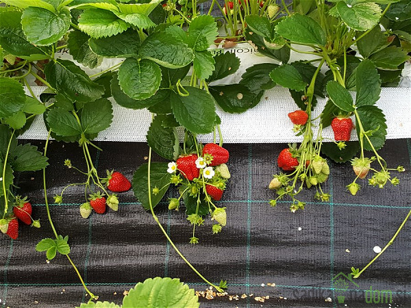 Jagoda Murano - VEČRODNA