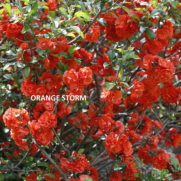 Japonska kutina Storm (Chaenomeles speciosa)