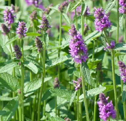 Chorogi/Kitajska artičoka (stachys sieboldii)
