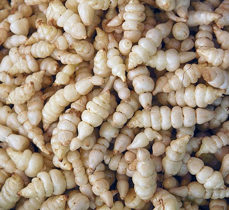 Chorogi/Kitajska artičoka (stachys sieboldii)