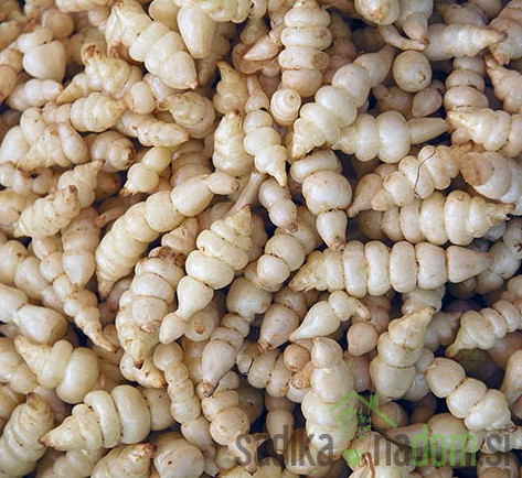 Chorogi/Kitajska artičoka (stachys sieboldii)